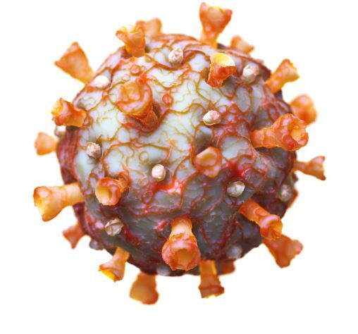 graphic file with name 60_2020_7073_Fig11_HTML.jpg