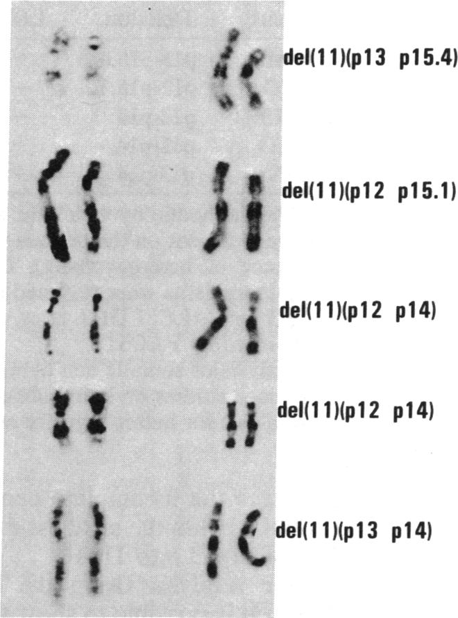 graphic file with name pnas00364-0329-a.jpg