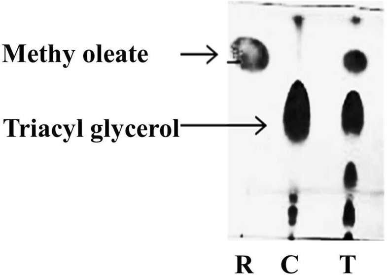 Fig. 4