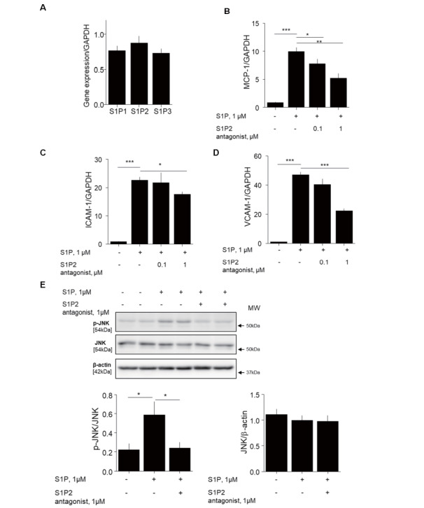 
Fig. 4.
S1P2 antagonist suppressed S1P-induced inflammation in endothelial cells
