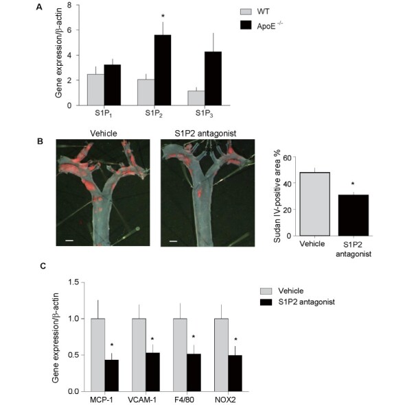 
Fig. 1.
S1P2 antagonist reduced atherosclerosis in
Apoe－/－
mice
