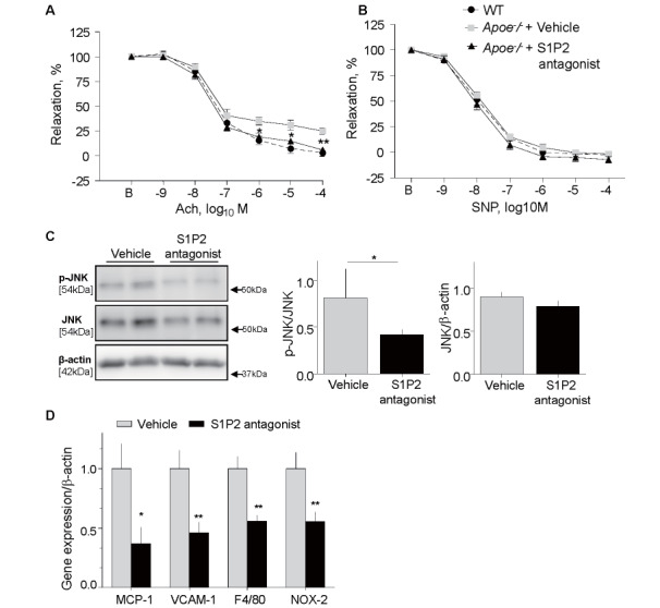 
Fig. 2.
S1P2 antagonist ameliorated vascular inflammation and endothelial dysfunction in
Apoe－/－
mice
