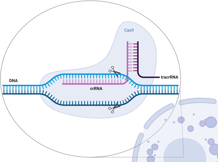 Figure 4