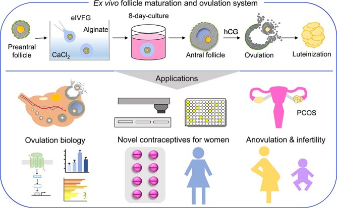 Graphical Abstract