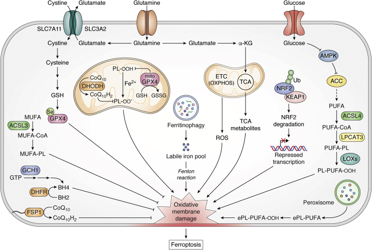 Figure 2