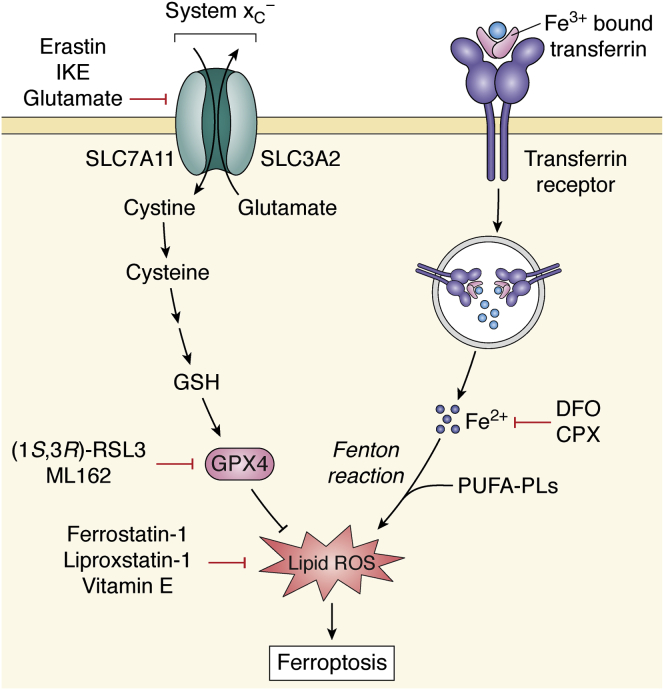 Figure 1