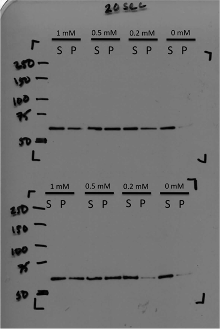 Figure 2—figure supplement 3.