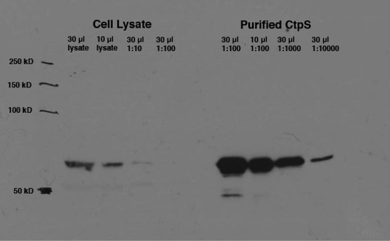 Figure 1—figure supplement 3.