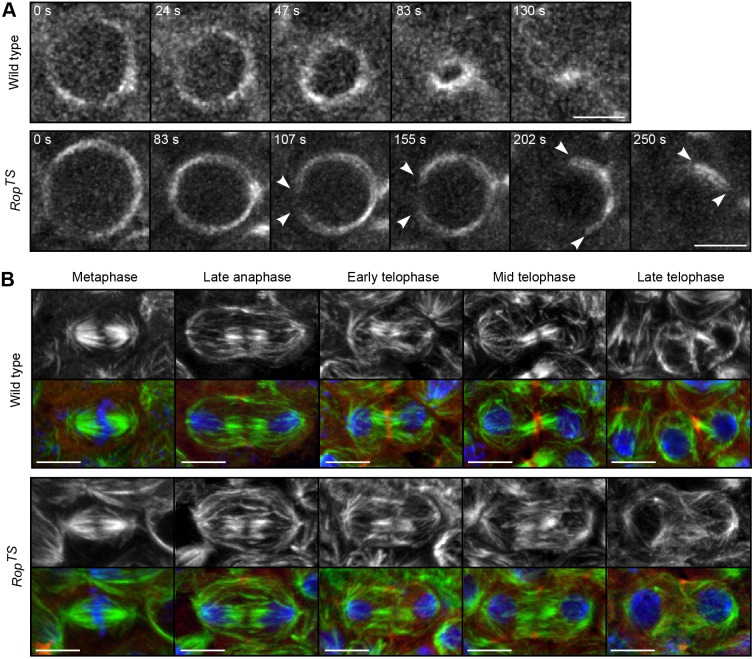 Fig. 6.