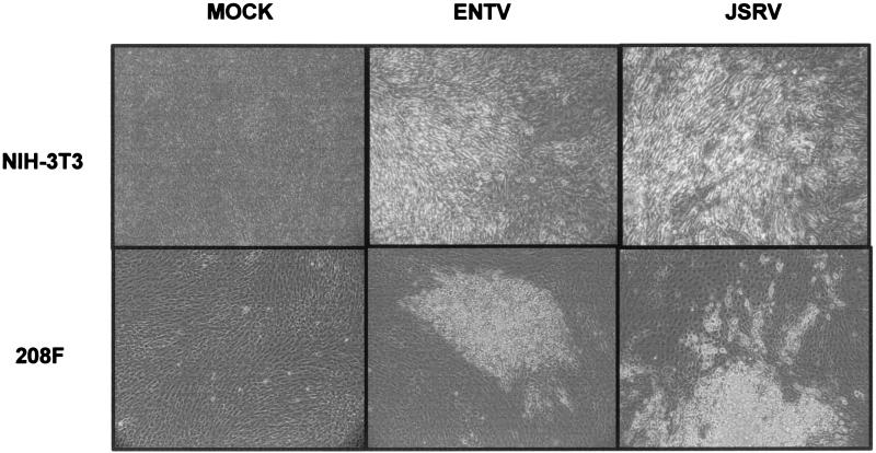 FIG. 3.