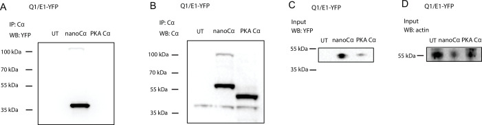 Figure 2—figure supplement 1.