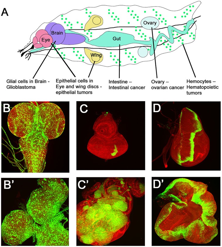 FIGURE 3