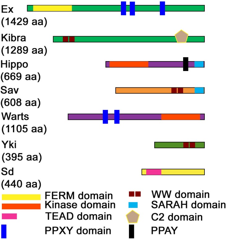 FIGURE 2