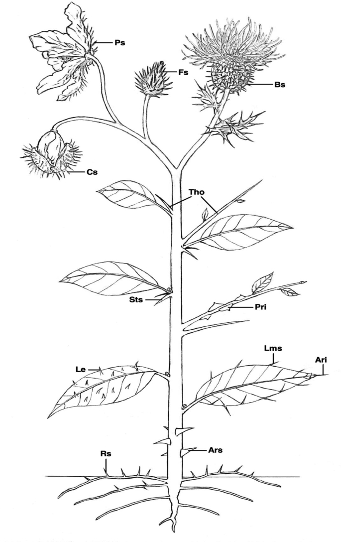 Fig. S1