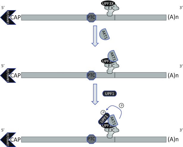 Figure 9.