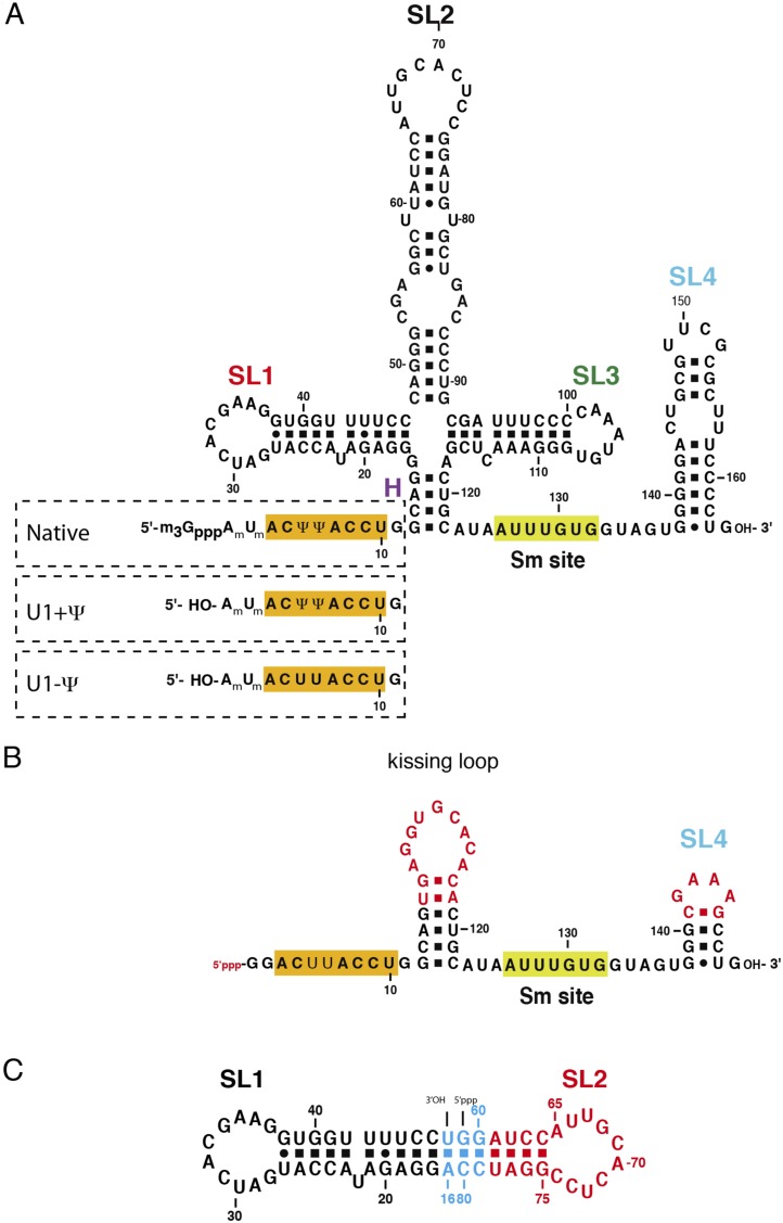 Figure 1—figure supplement 2.