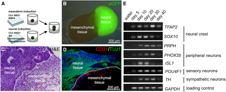 Figure 1