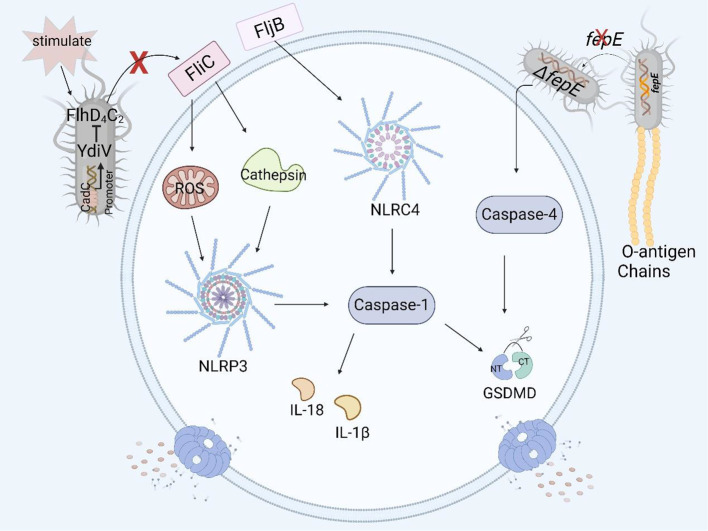 Figure 4