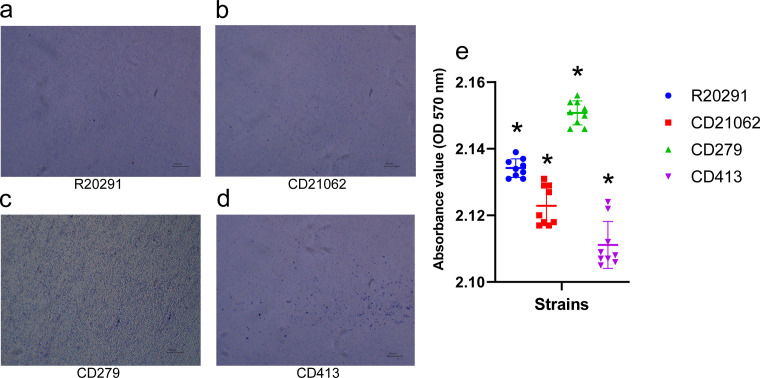 Crystal violet-stained images indicate varying biofilm densities across strains, with CD279 showing the densest coverage. Quantification reveals significantly higher absorbance in CD279 and lower in CD413 compared to other strains.