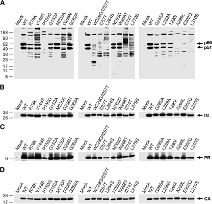 FIG. 2.