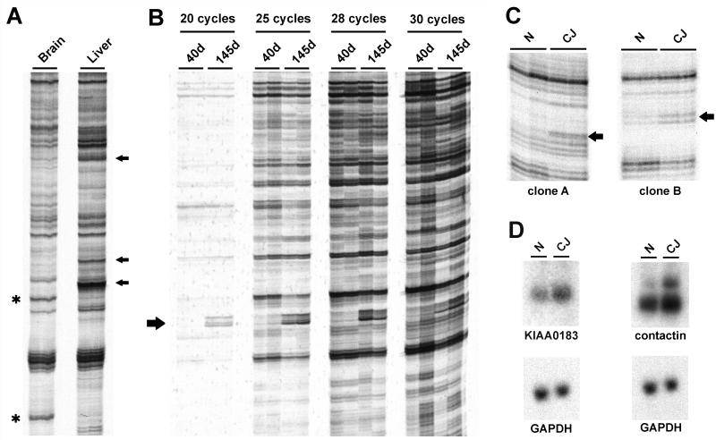 FIG. 1