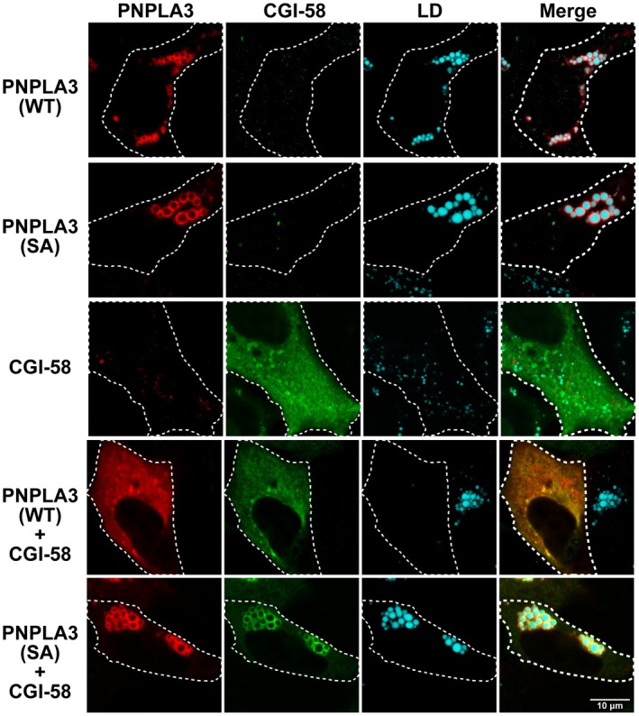 Figure 4