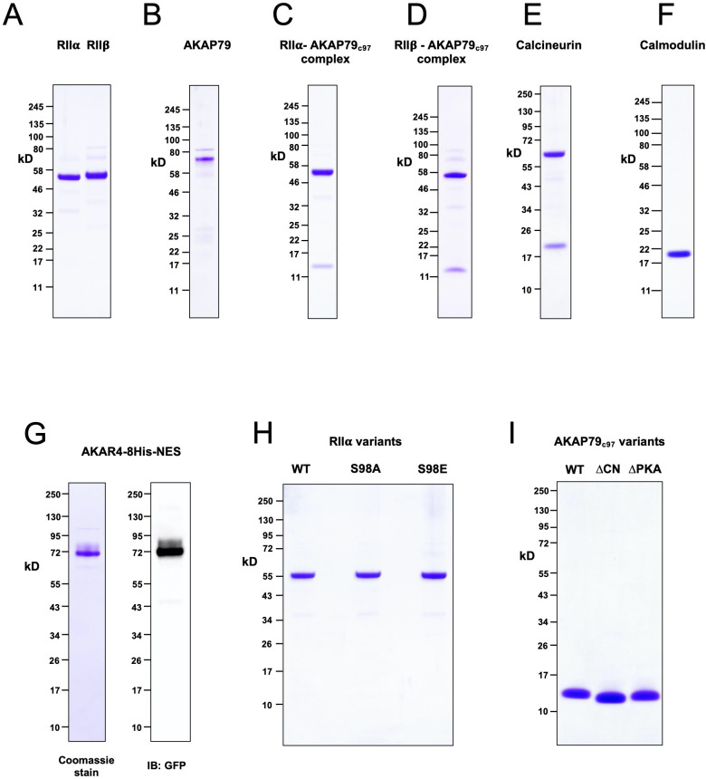 Figure 1—figure supplement 1.