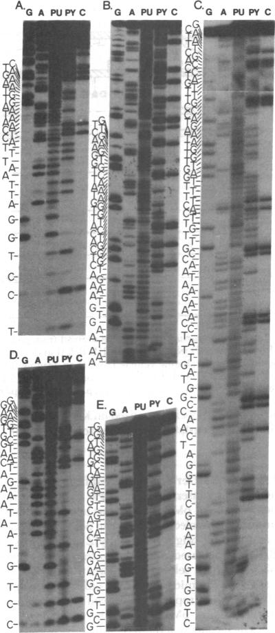 graphic file with name pnas00492-0117-a.jpg