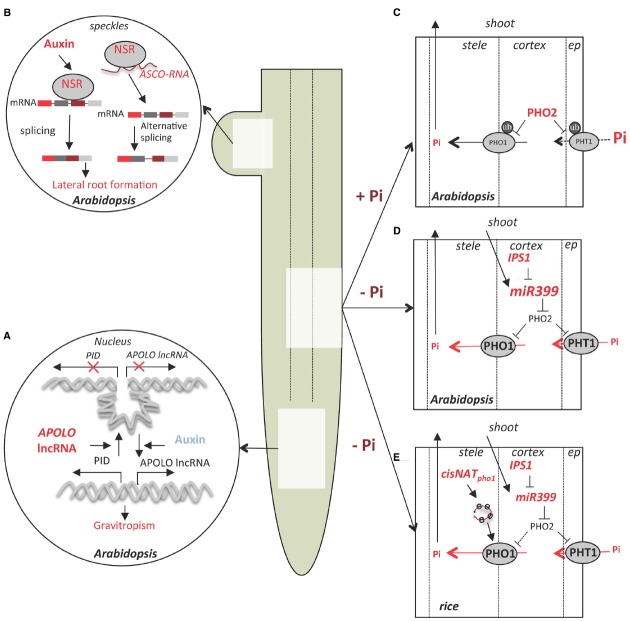 FIGURE 1