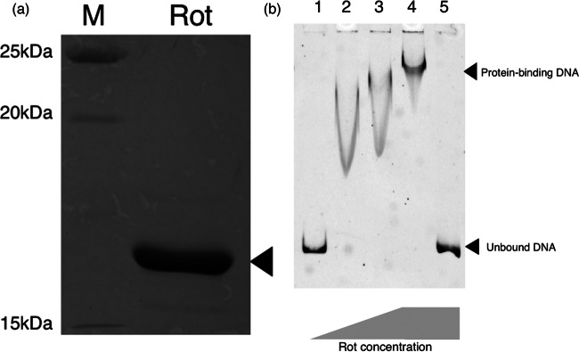 FIG 5