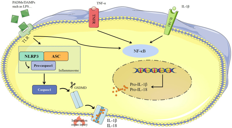 FIGURE 2