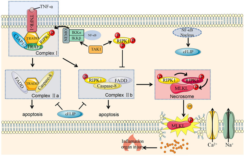 FIGURE 1