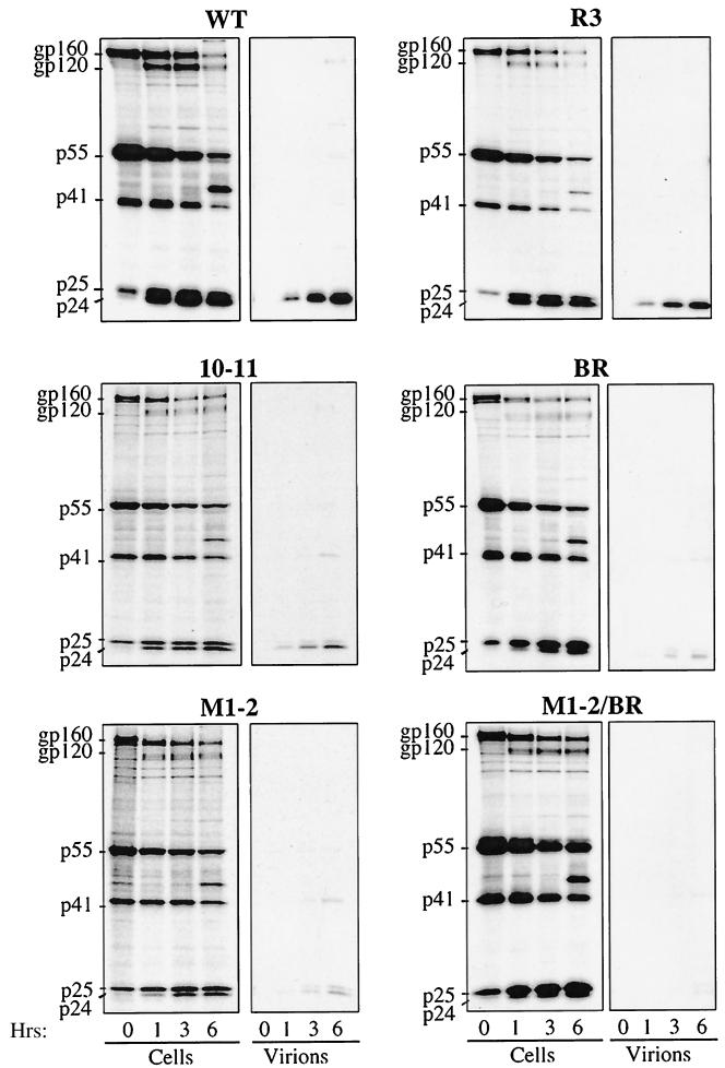 FIG. 3