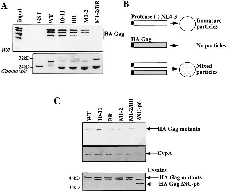 FIG. 7