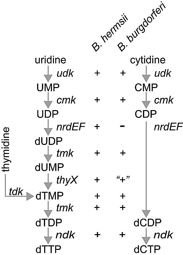 FIG. 8.