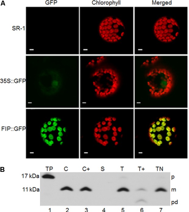 FIGURE 2