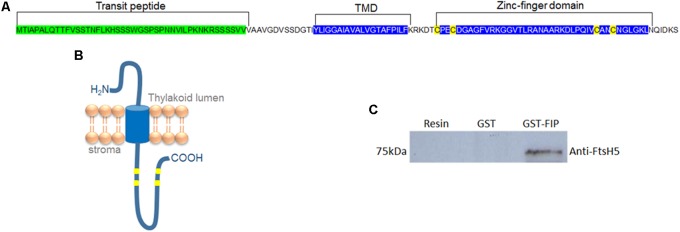 FIGURE 1