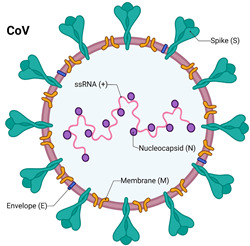 graphic file with name vaccines-12-01220-i002.jpg