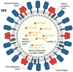 graphic file with name vaccines-12-01220-i001.jpg