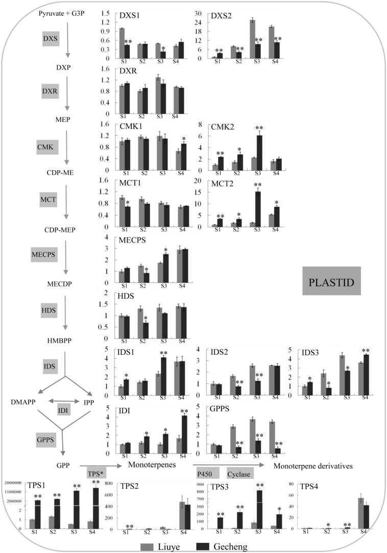 FIGURE 4