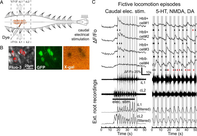 Figure 3.