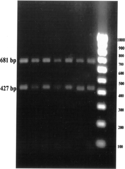 Fig. 5