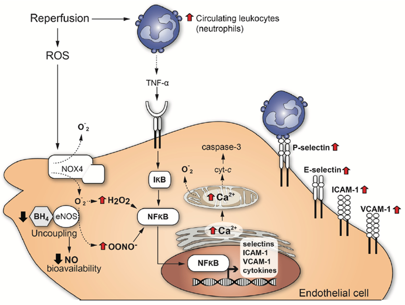 Figure 1: