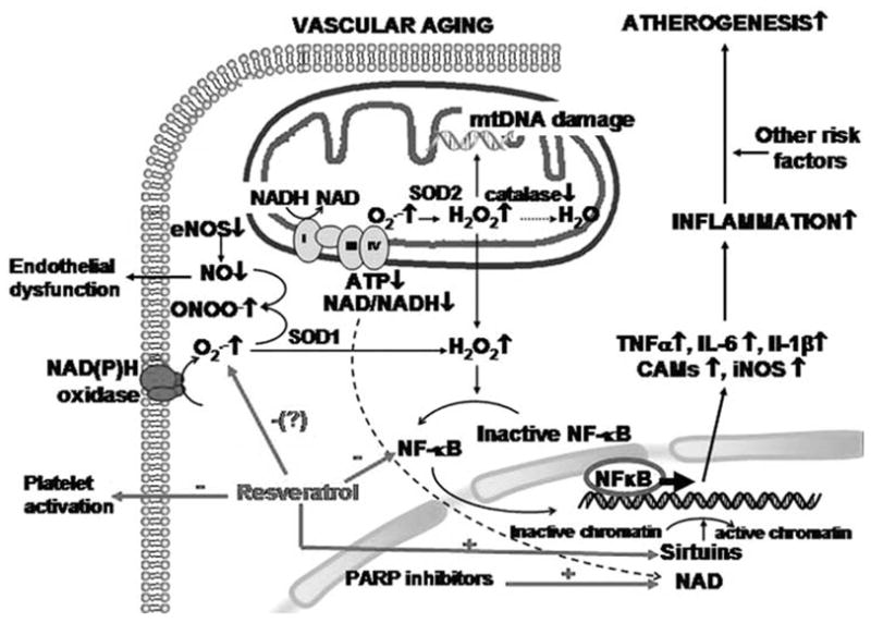 Fig. 6