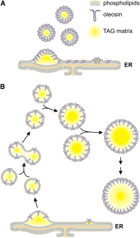 Figure 10.