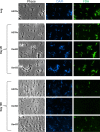 FIG. 2.