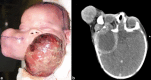 Fig. 9