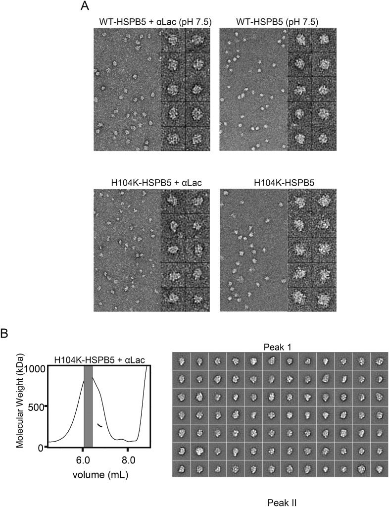 Figure 7—figure supplement 1.