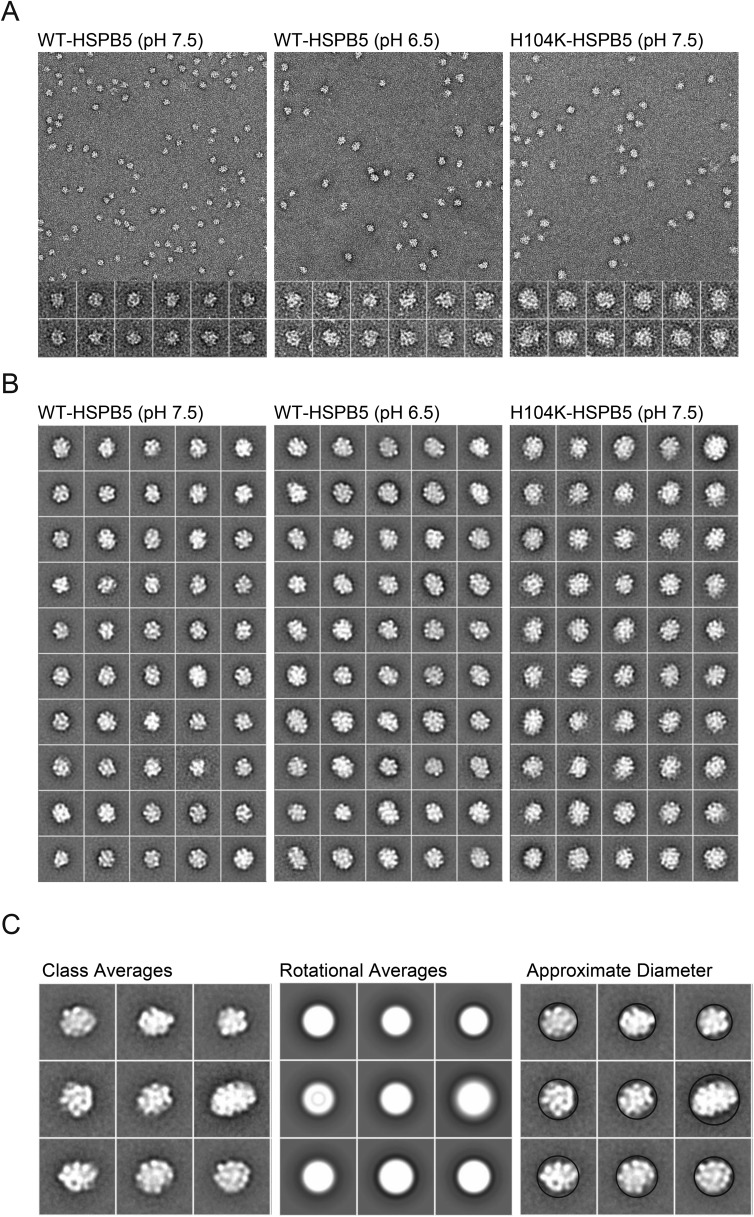 Figure 5—figure supplement 1.