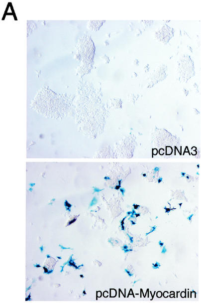 FIG. 7.